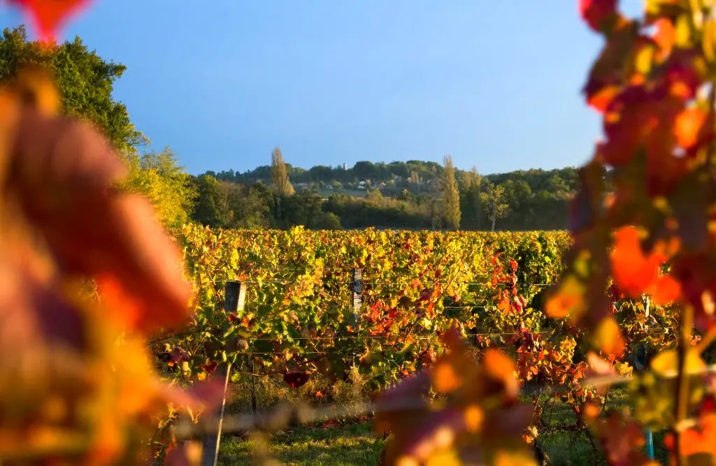Château Fleur Haut Gaussens, Winery in Verac