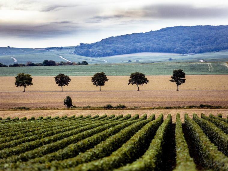 Champagne Armand de Brignac, Chigny-les-Roses, France