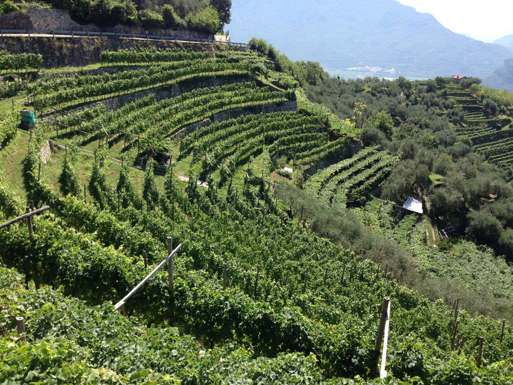 Cavit, Winery in Trento