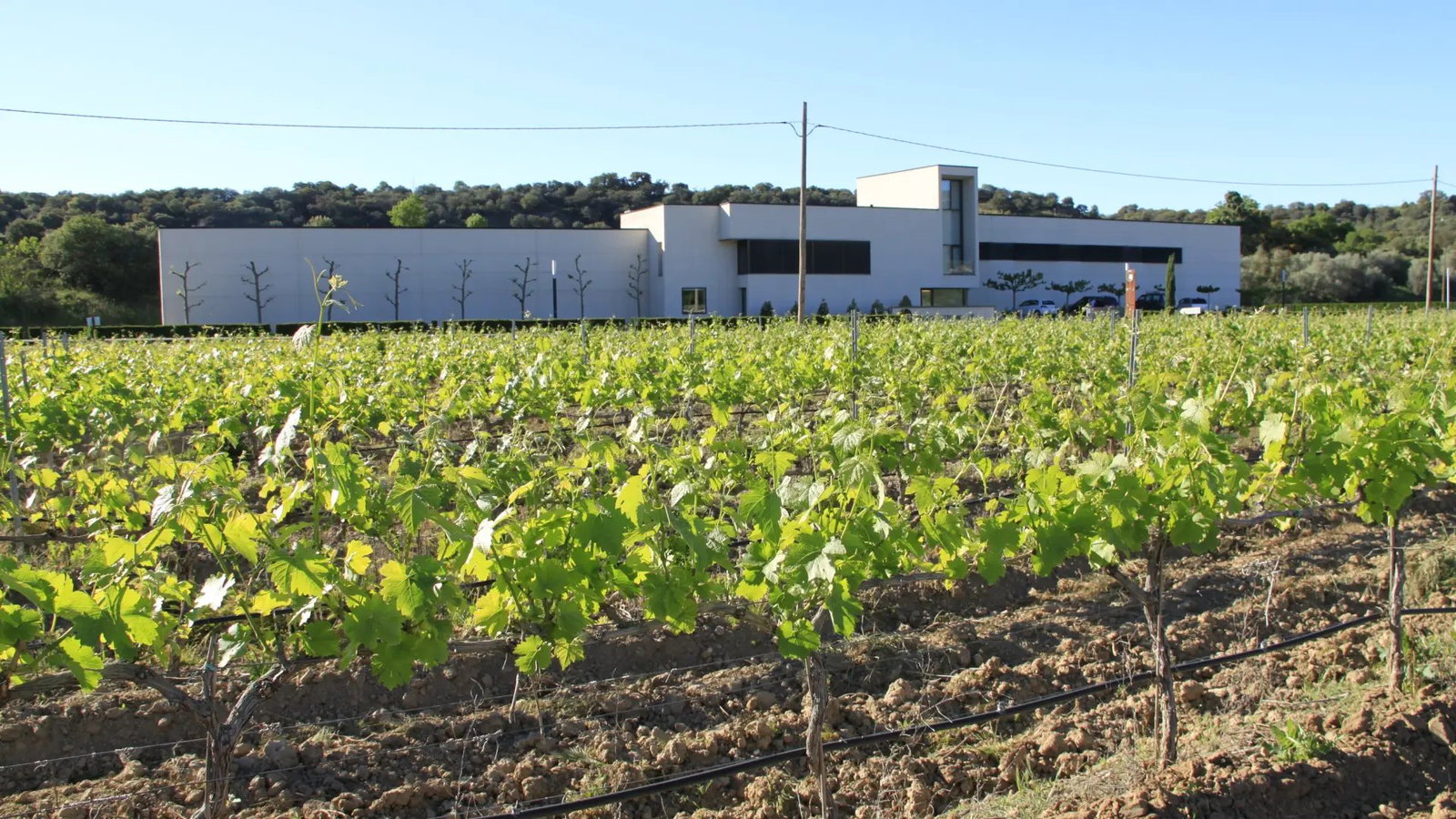 Bodega Otto Bestué