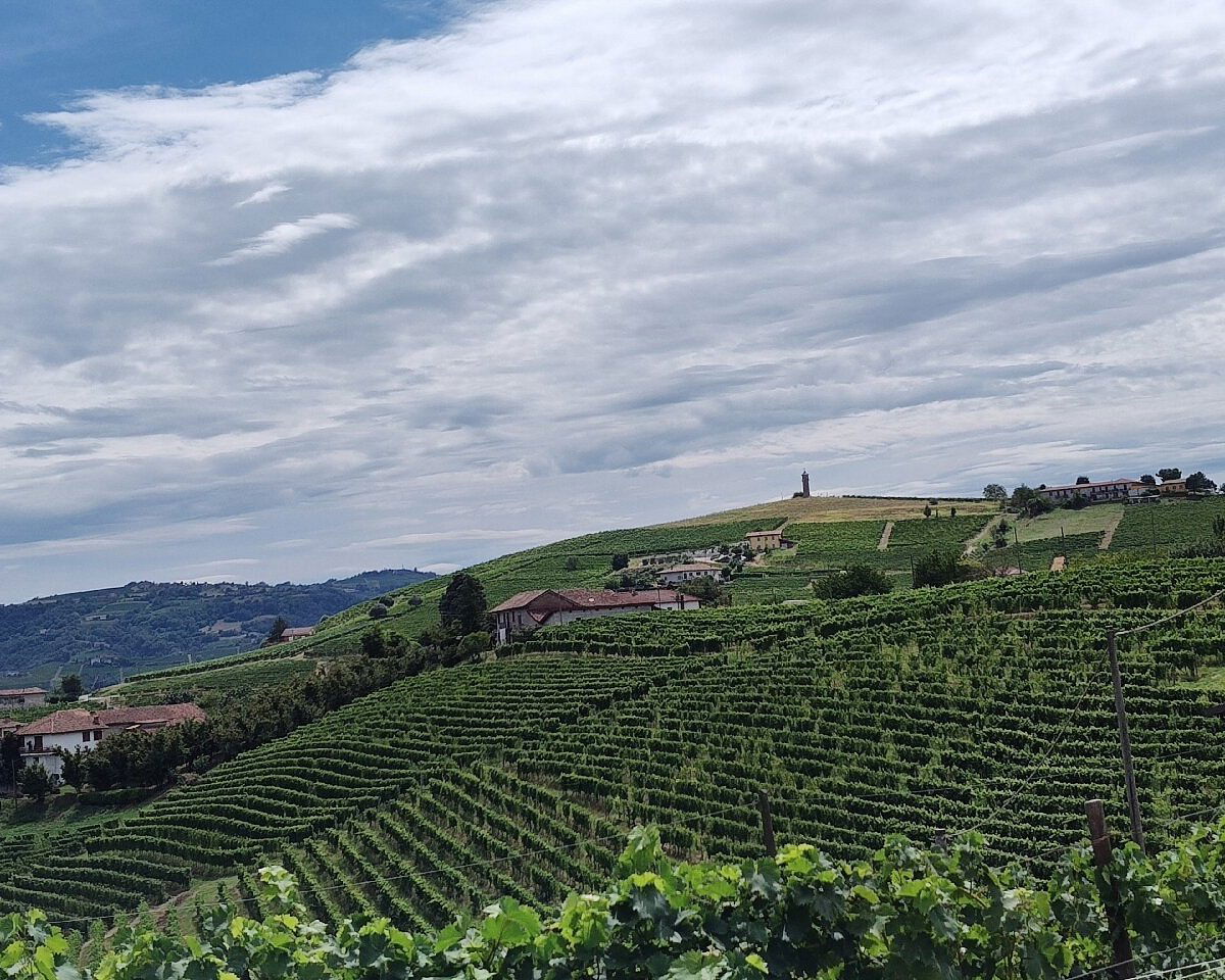 Bocchino Giuseppe, Winery in Canelli