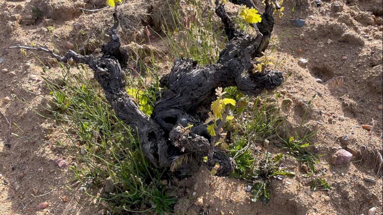 Bodegas Maurodos winery in Pedrosa Del Rey Valladolid, Spain