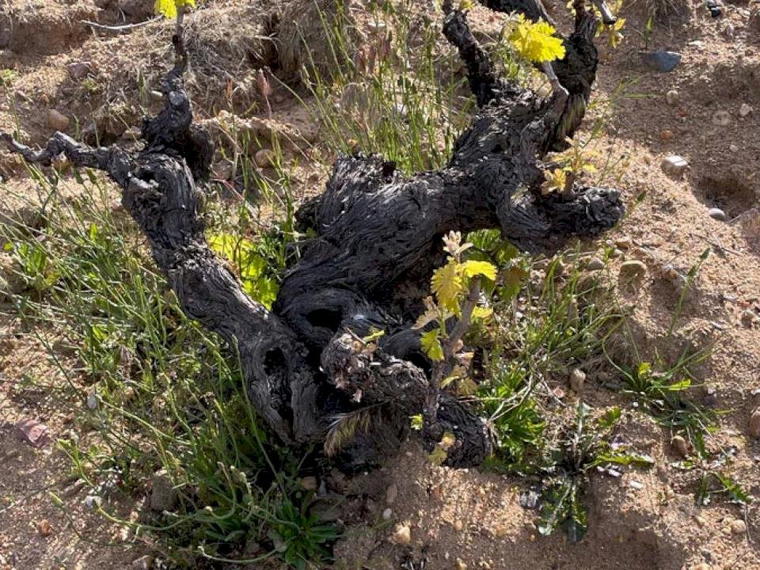 Bodegas Maurodos, Pedrosa Del Rey Valladolid, Spain