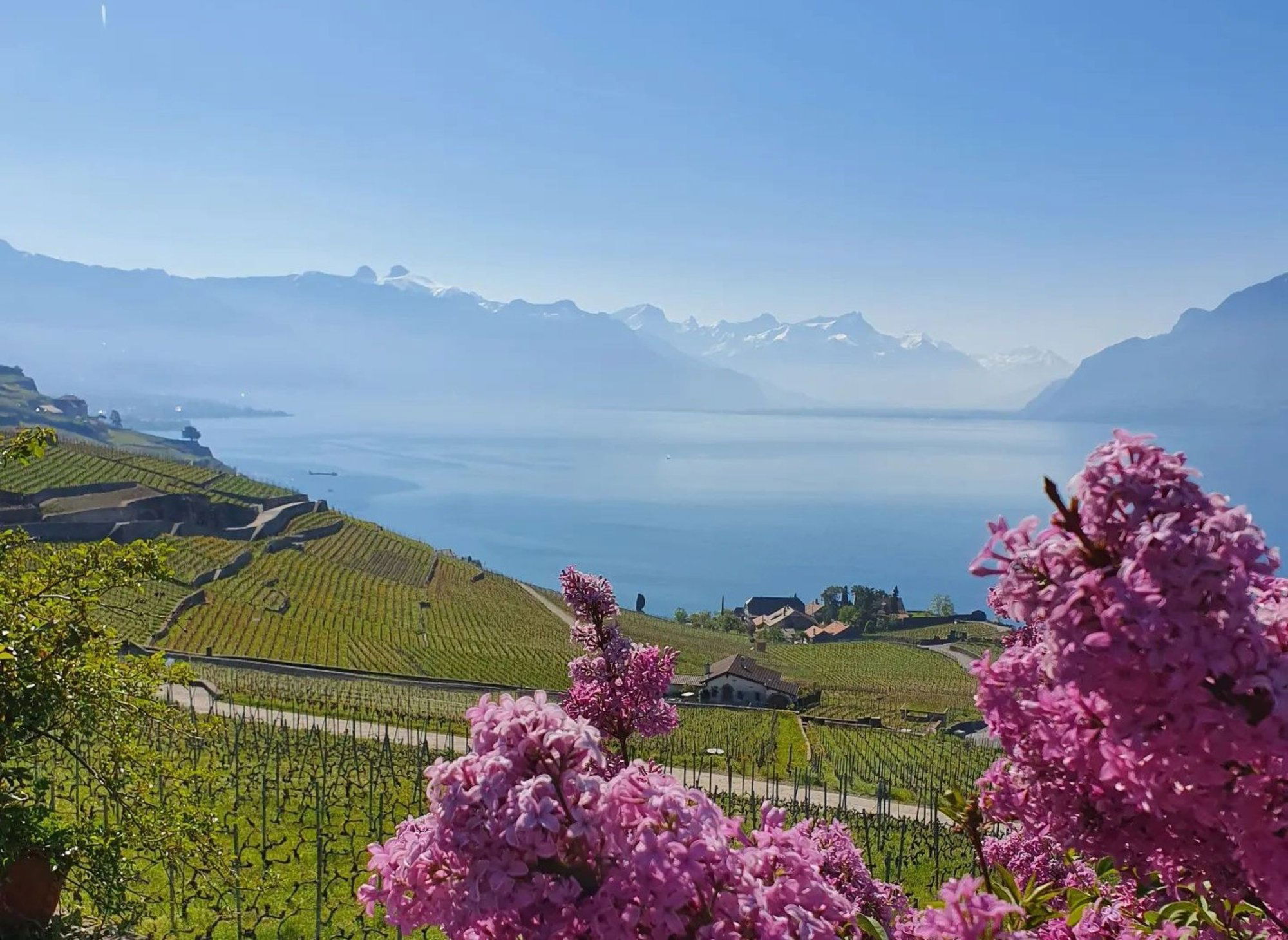 Domaine Bovy, Winery in Chexbres