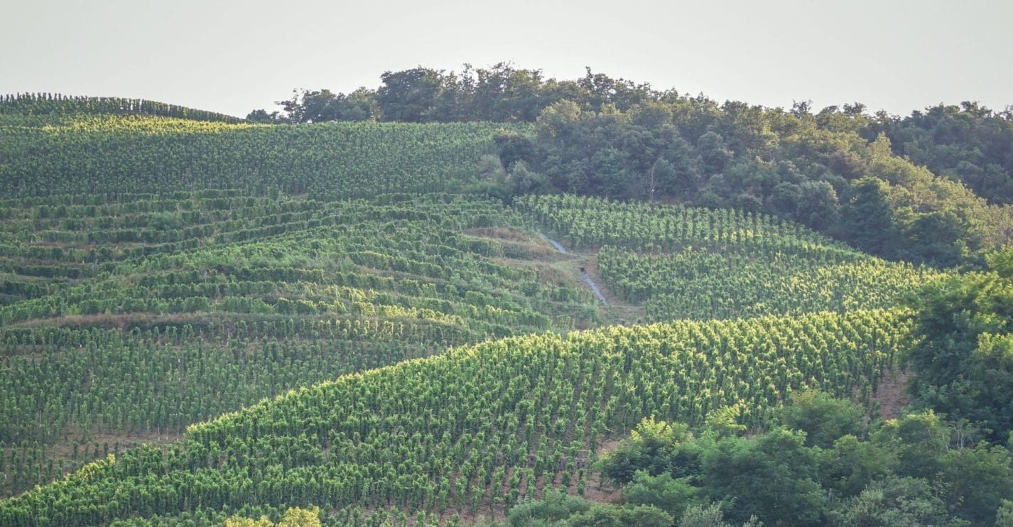 Bureau Interprofessionnel des Vins de Bourgogne (BIVB)