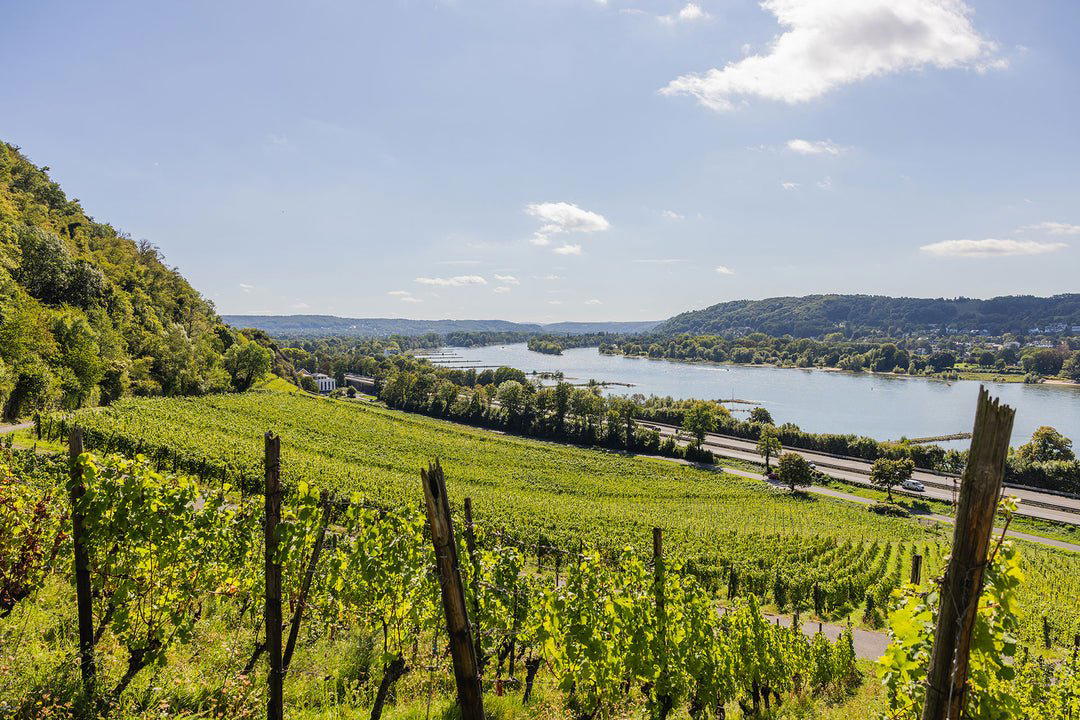 Weingut Pieper winery in Königswinter