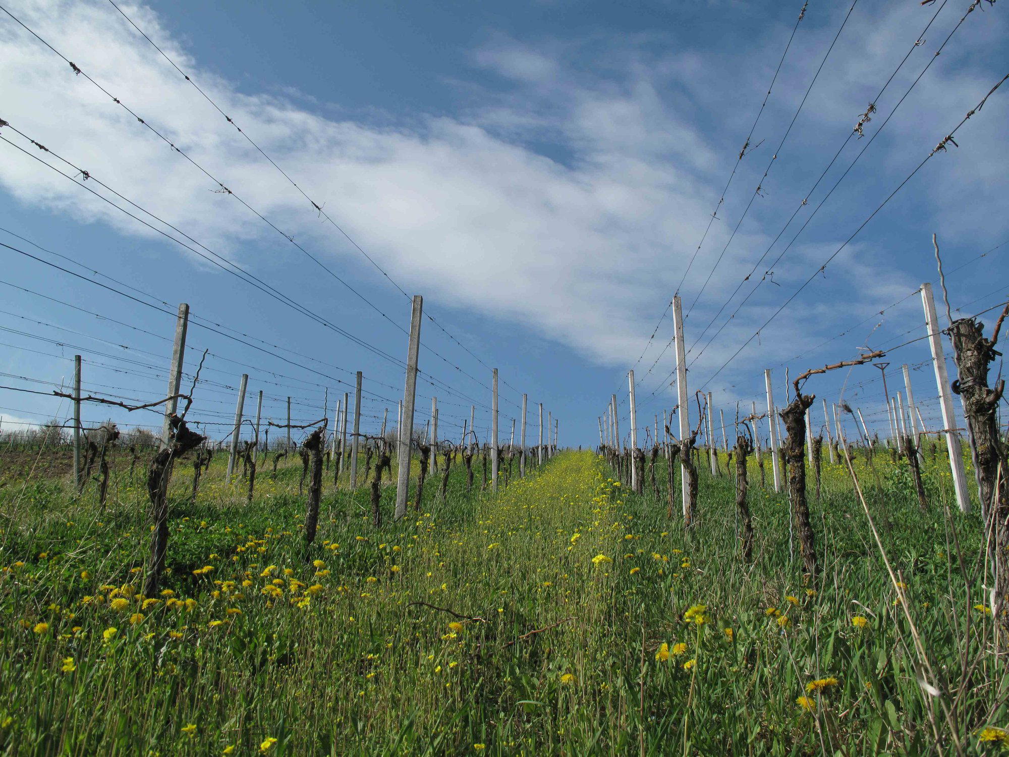 Weingut König winery in Randersacker, Germany