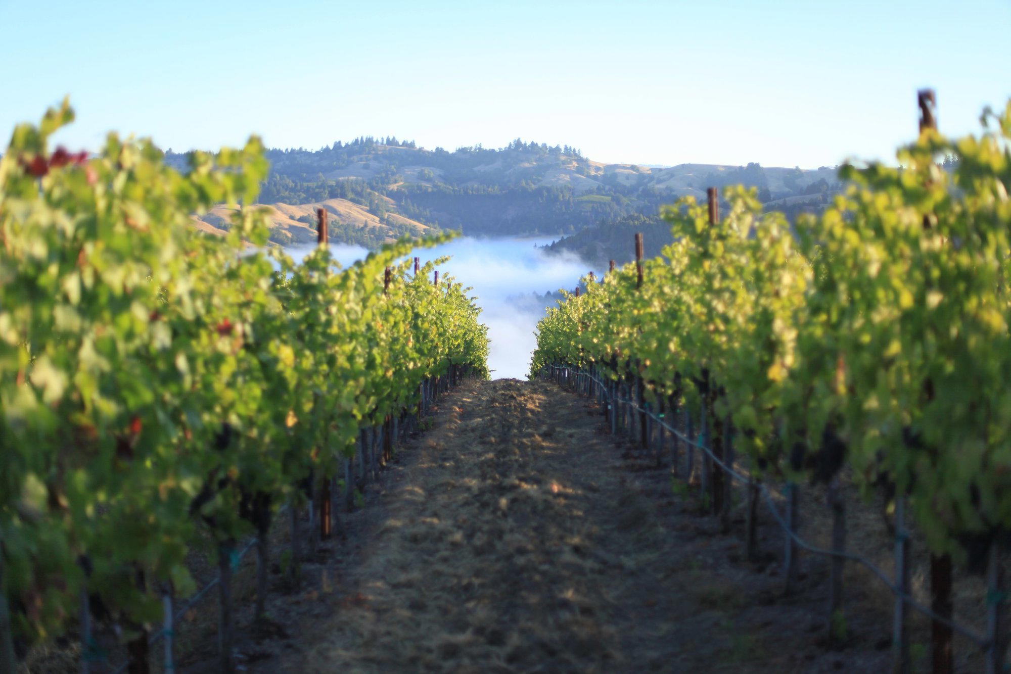 Kutch Wines winery in Sonoma