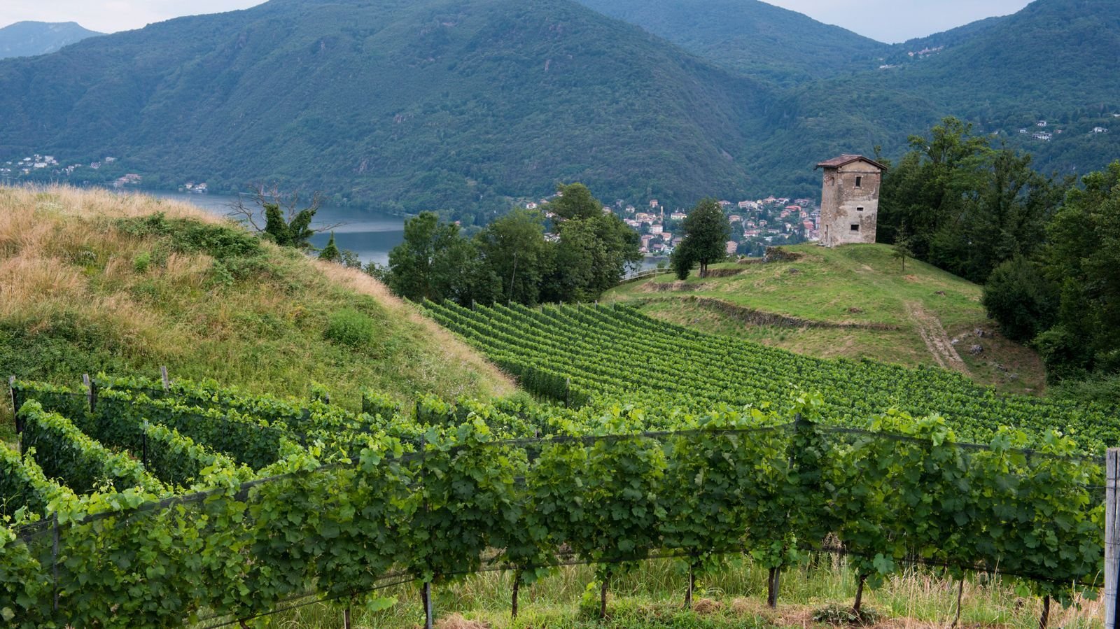 Cantina Kopp von der Crone Visini