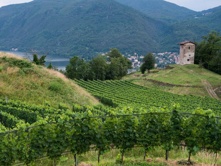 Cantina Kopp von der Crone Visini, Barbengo, Switzerland