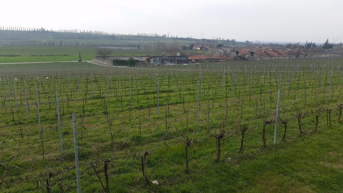 Cavalchina winery in Sommacampagna