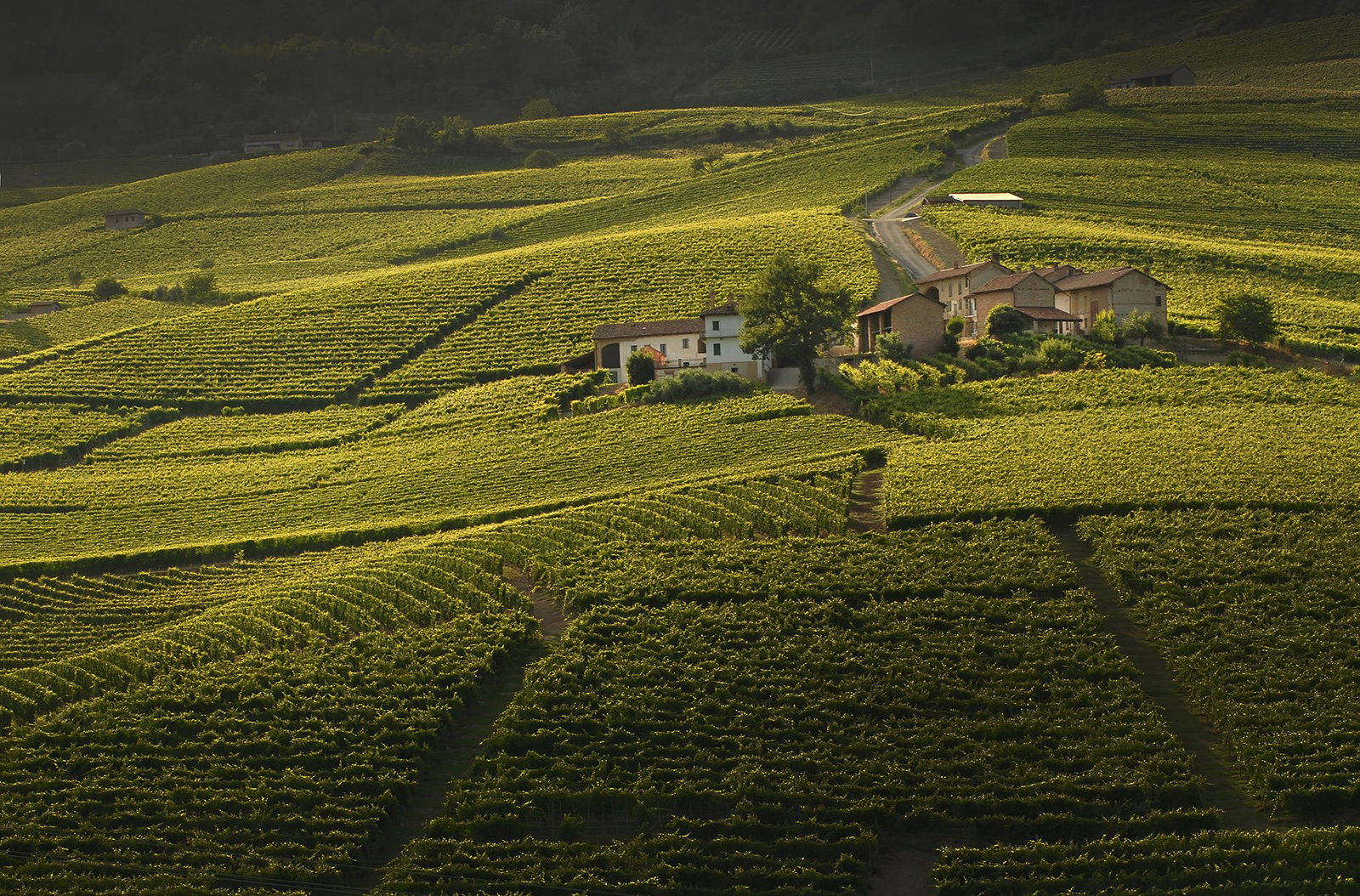 Azienda Agricola Eugenio Bocchino