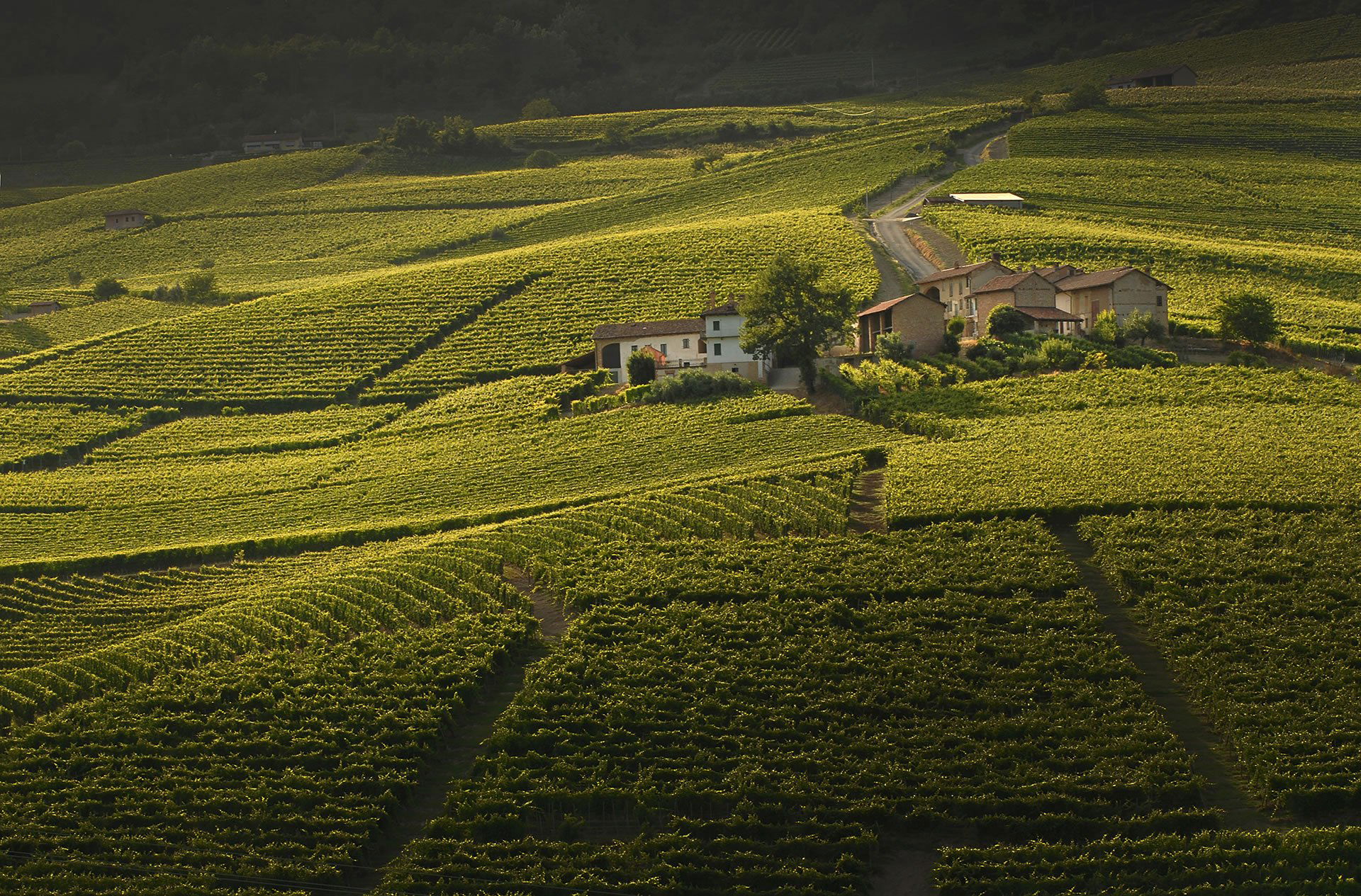 Azienda Agricola Eugenio Bocchino, Winery in La Morra