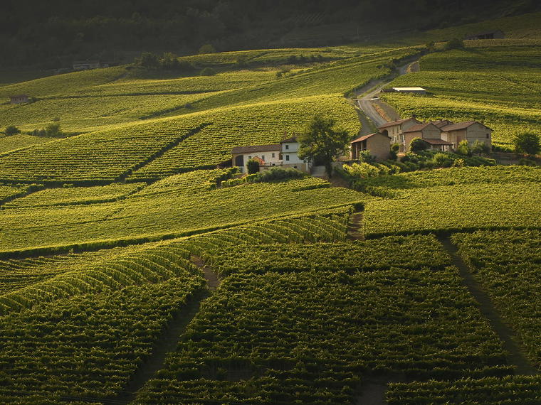 Azienda Agricola Eugenio Bocchino, La Morra, Italy