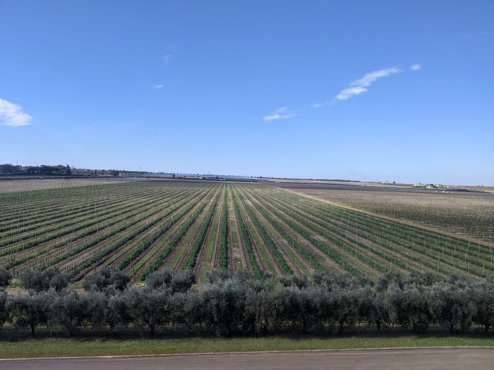 Casale del Giglio, Winery in Latina