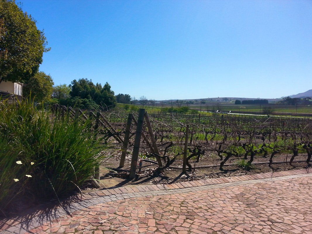 Beyerskloof, Winery in Western Cape