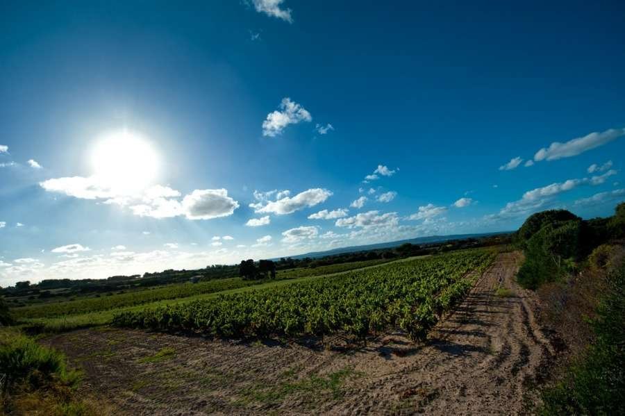 Cantine Sardus Pater, Winery in Sant Antioco