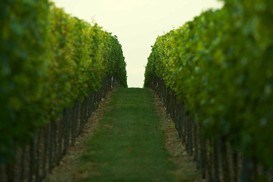 Weingut Zelt winery in Laumersheim, Germany