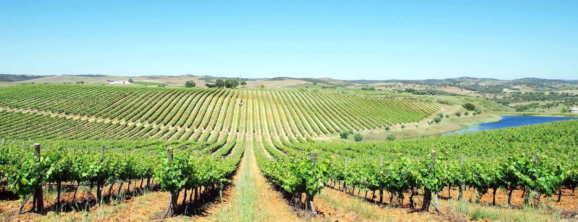 Adega Portalegre winery in Portalegre