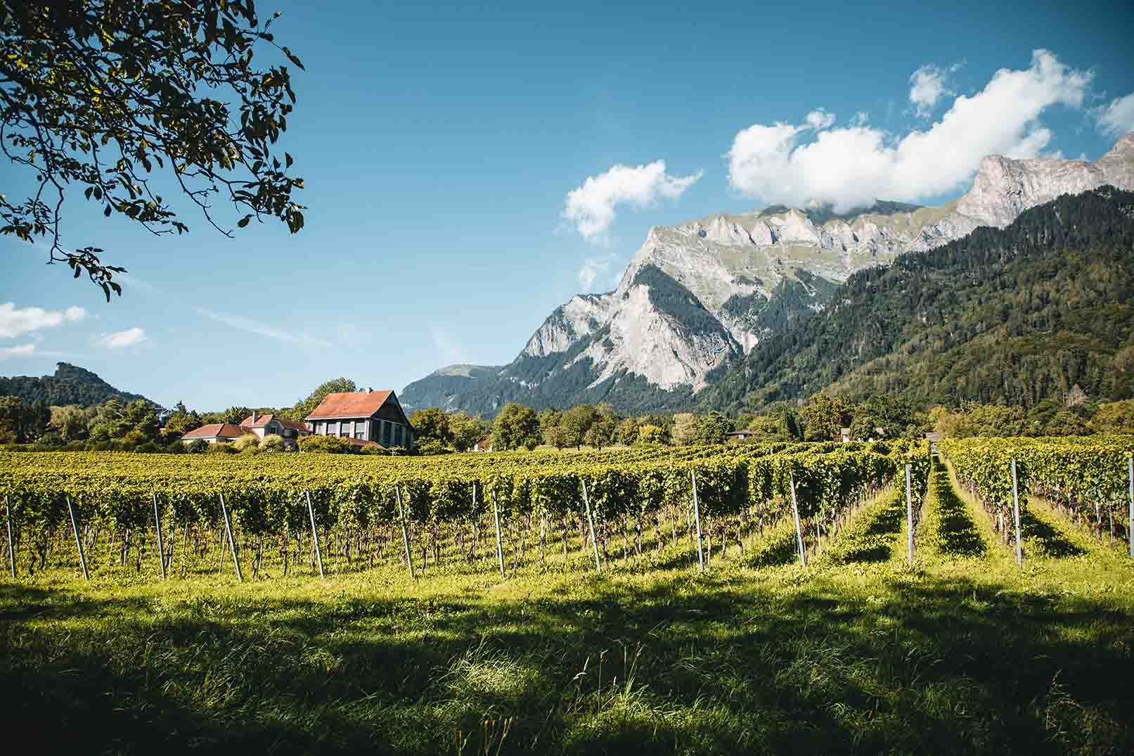 Weingut Pola winery in Maienfeld