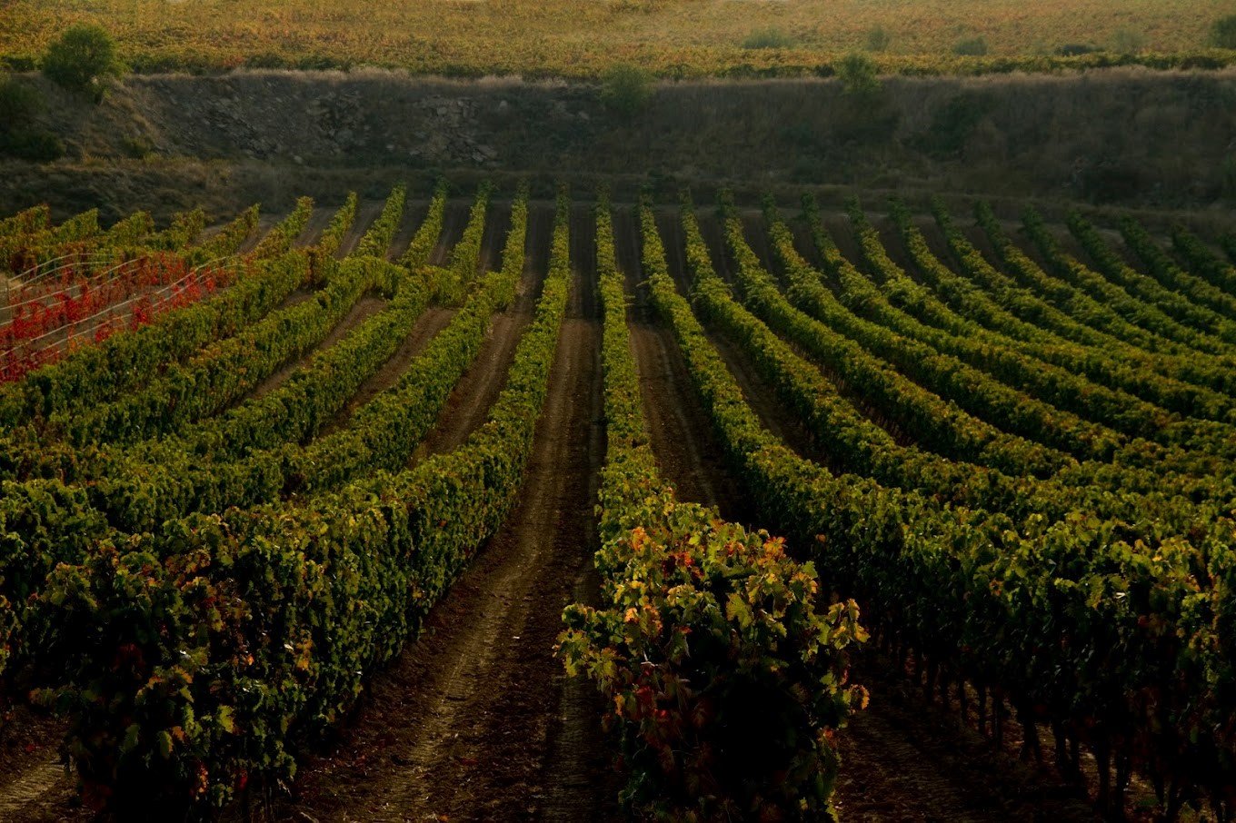 Bodegas Tobía, Cuzcurrita Del Rio Tiron, Spain
