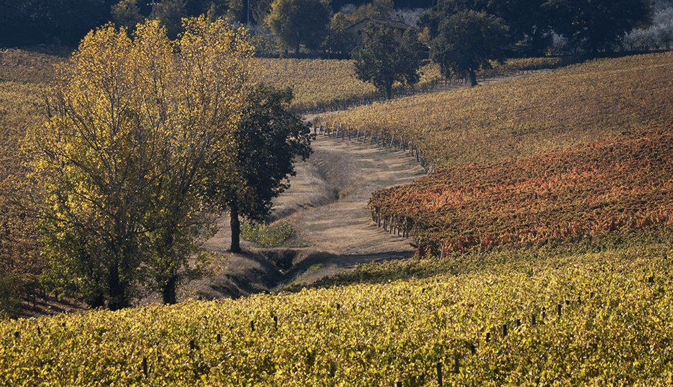 Tenuta Alzatura winery in Montefalco