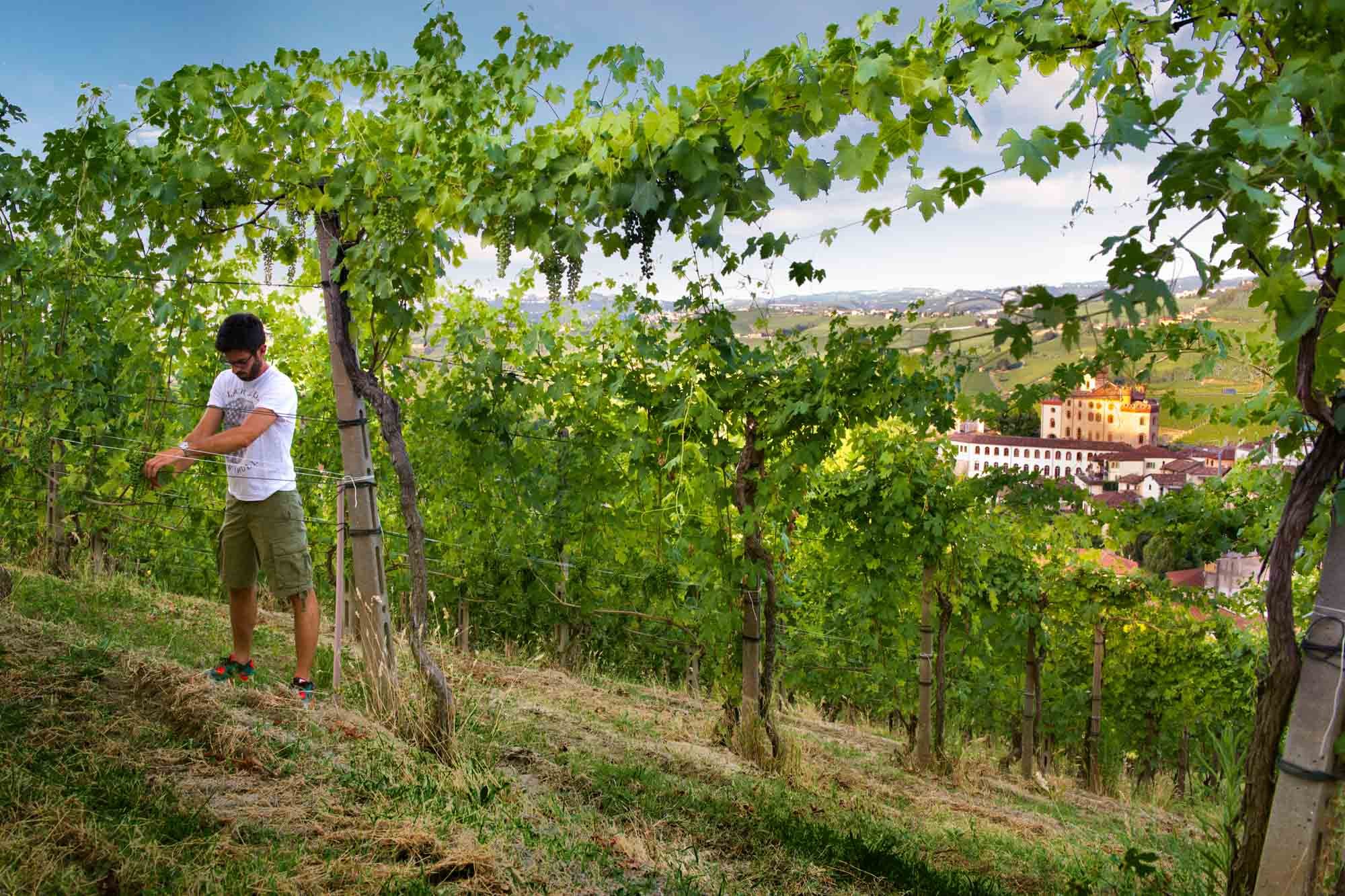 Cantine Risveglio, Winery in Brindisi