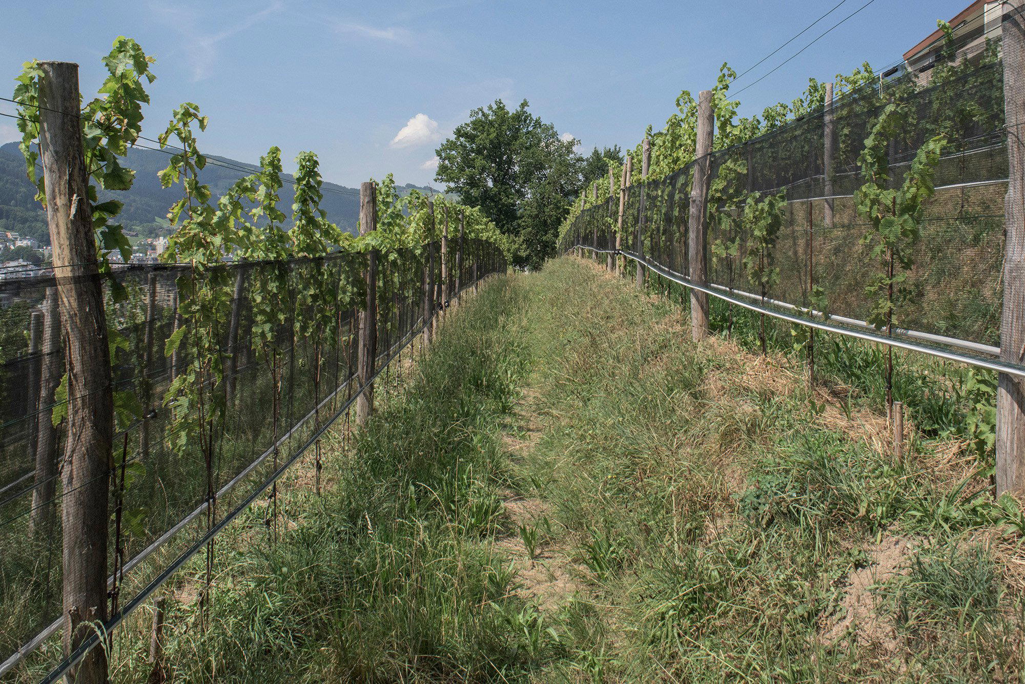 Weingut Sonnenberg Kriens winery in Kriens