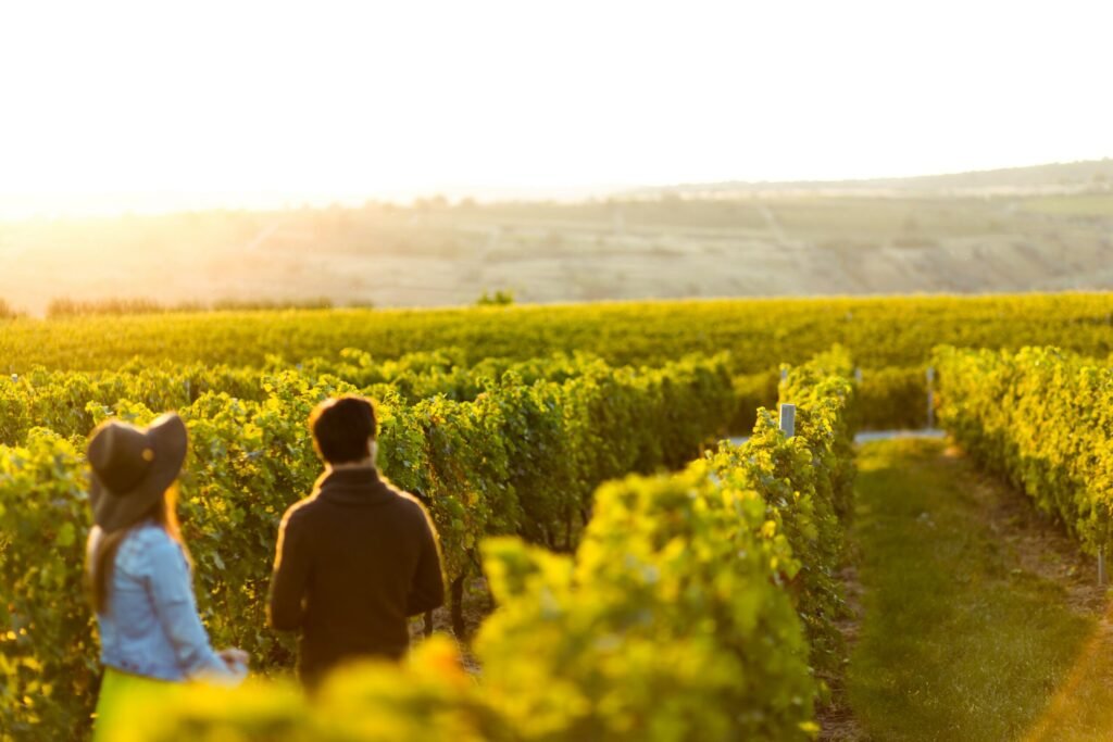 Domaine Pellé, Winery in Morogues