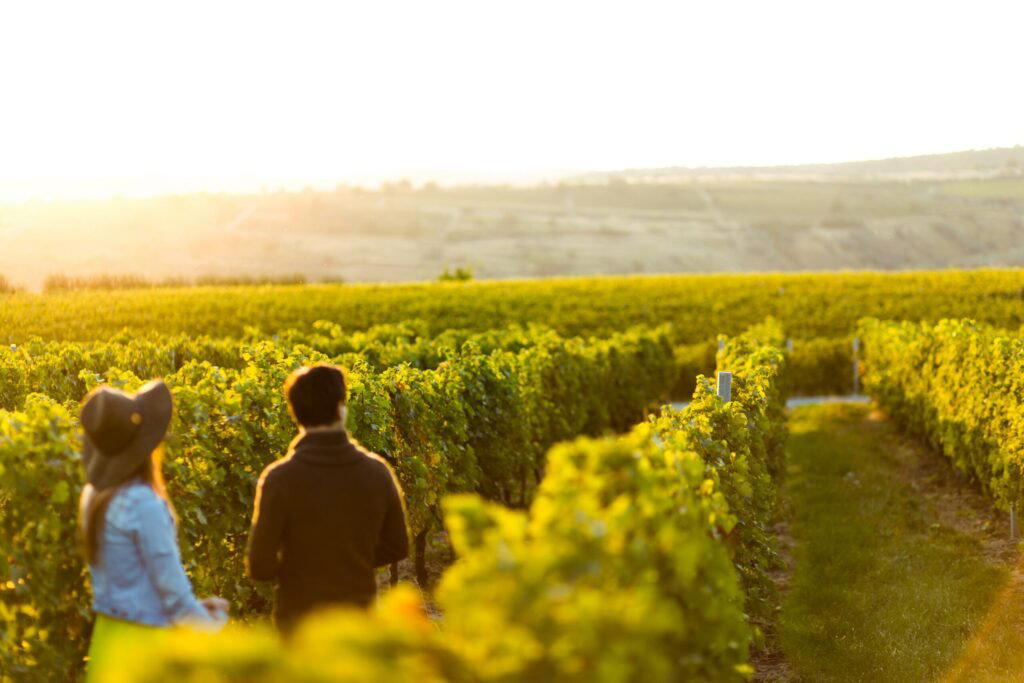 Domaine Pellé winery in Morogues