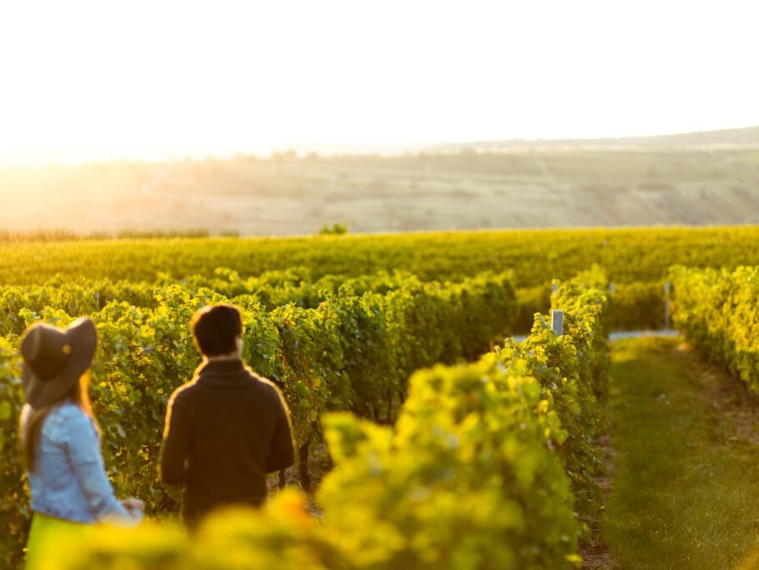 Domaine Pellé, Morogues, France