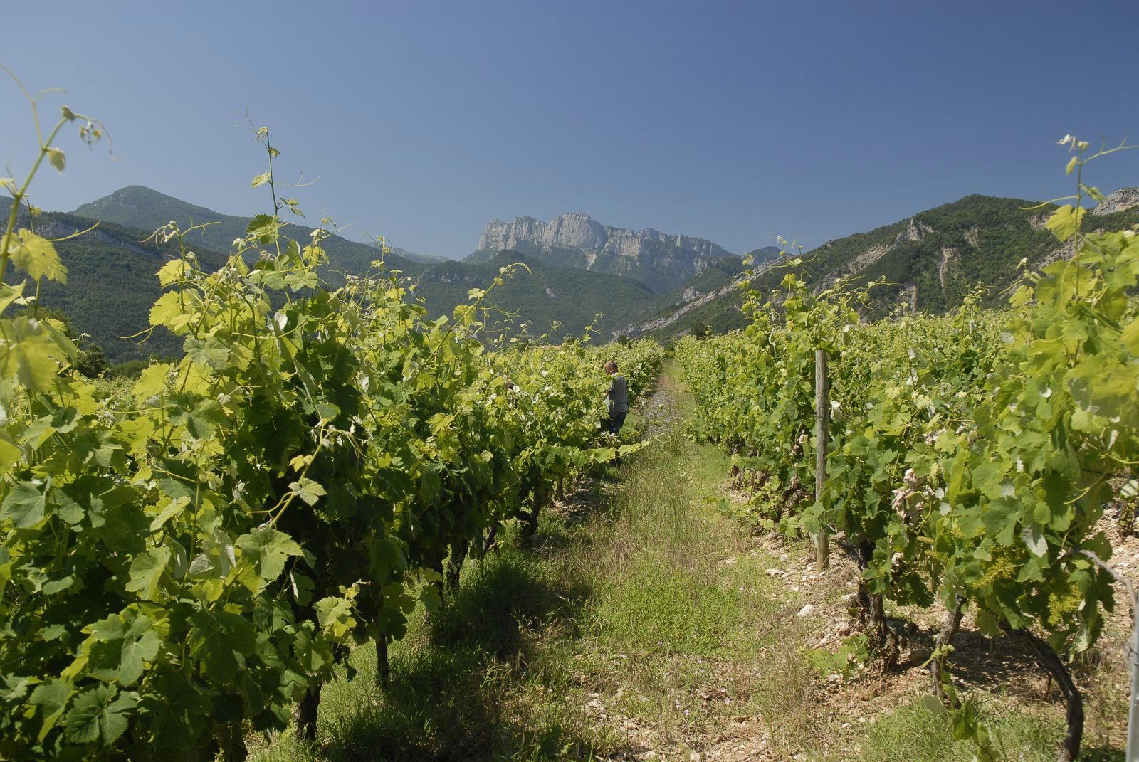 Union des Jeunes Viticulteurs Récoltants winery in Vercheny