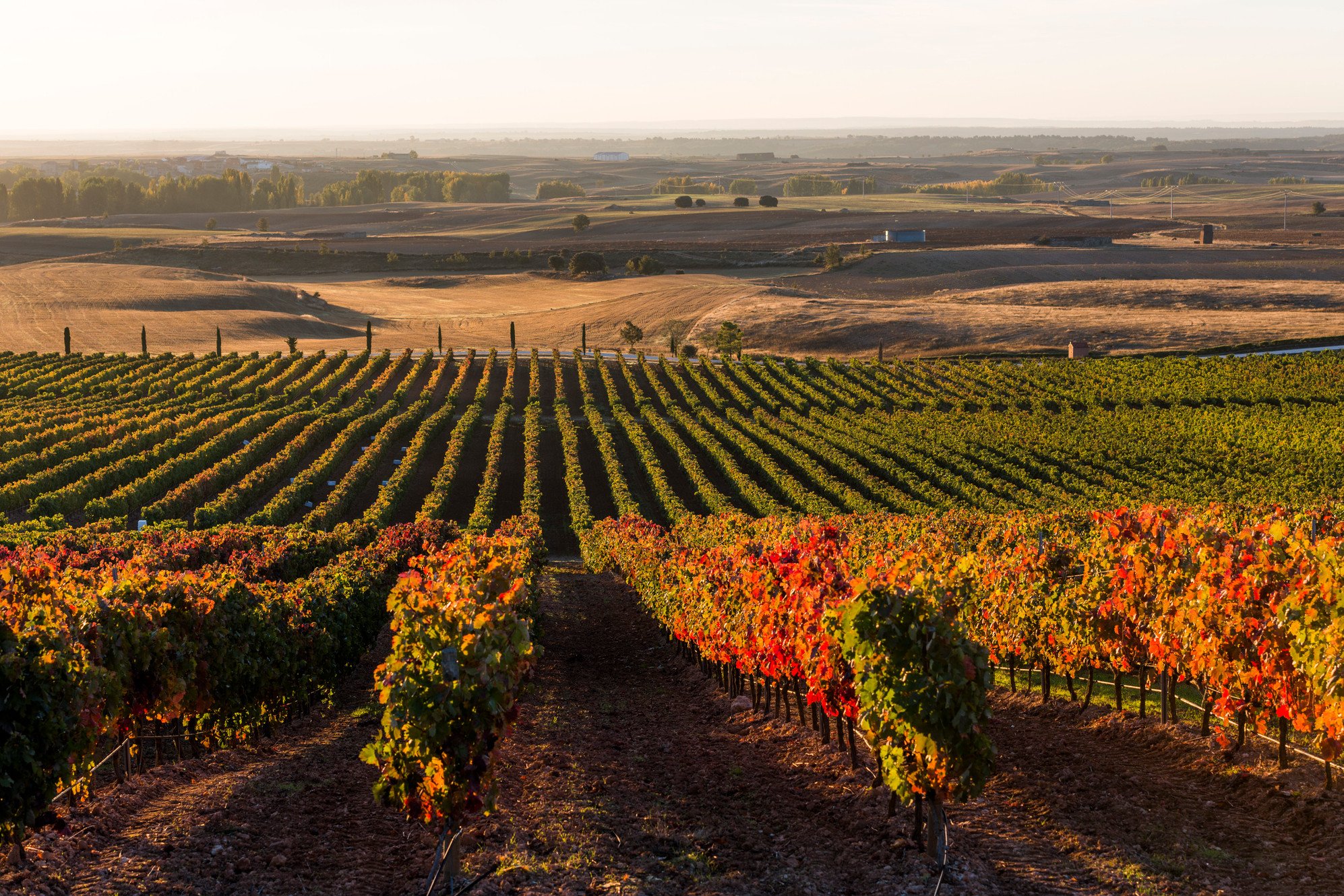 Dominio Basconcillos, Winery in Burgos