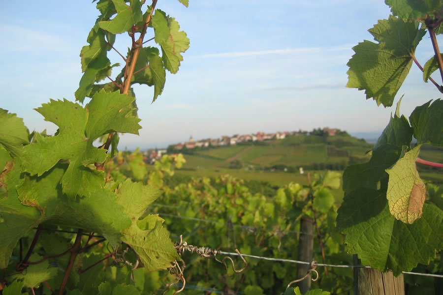 Domaine Dopff Au Moulin, Riquewihr, France