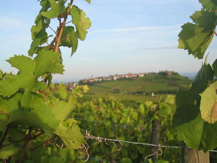 Domaine Dopff Au Moulin, Riquewihr, France