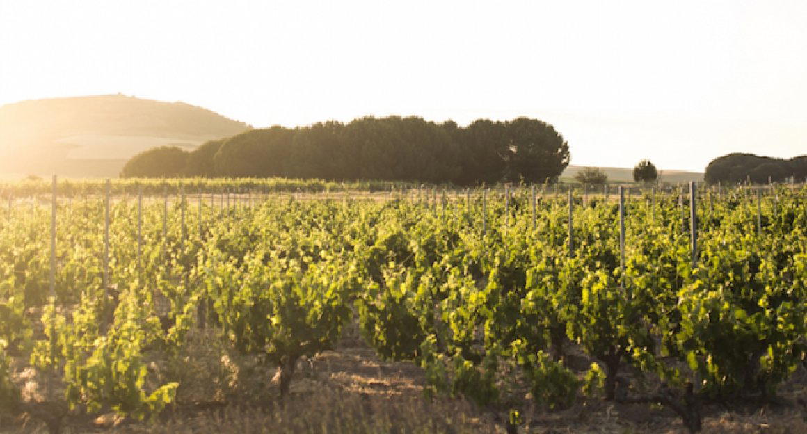 Vinedos Alonso del Yerro winery in Roa