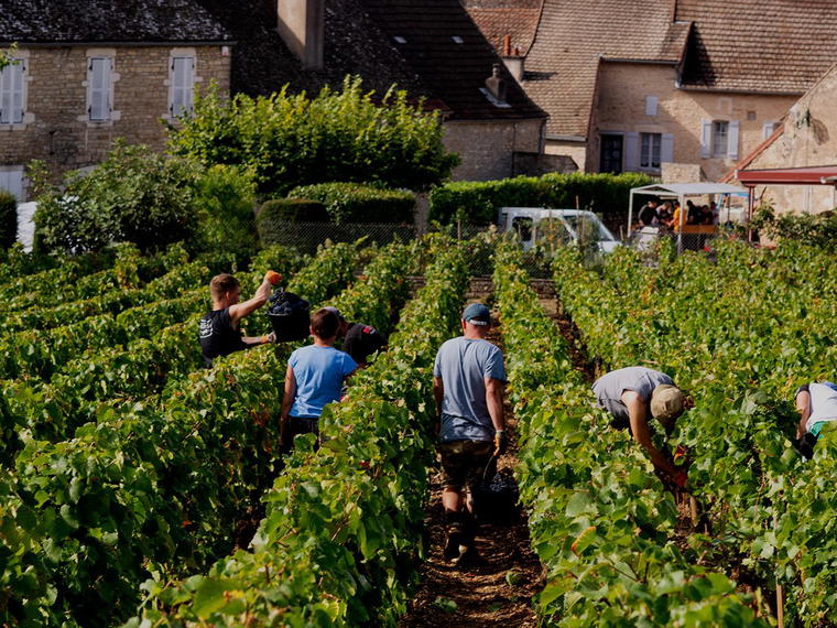 Domaine Hubert Lamy, Saint-Aubin, France