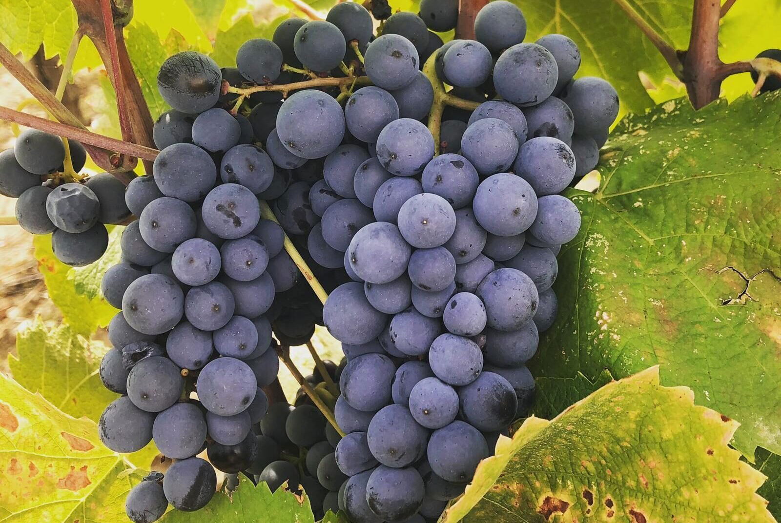 Amantis, Winery in Montenero