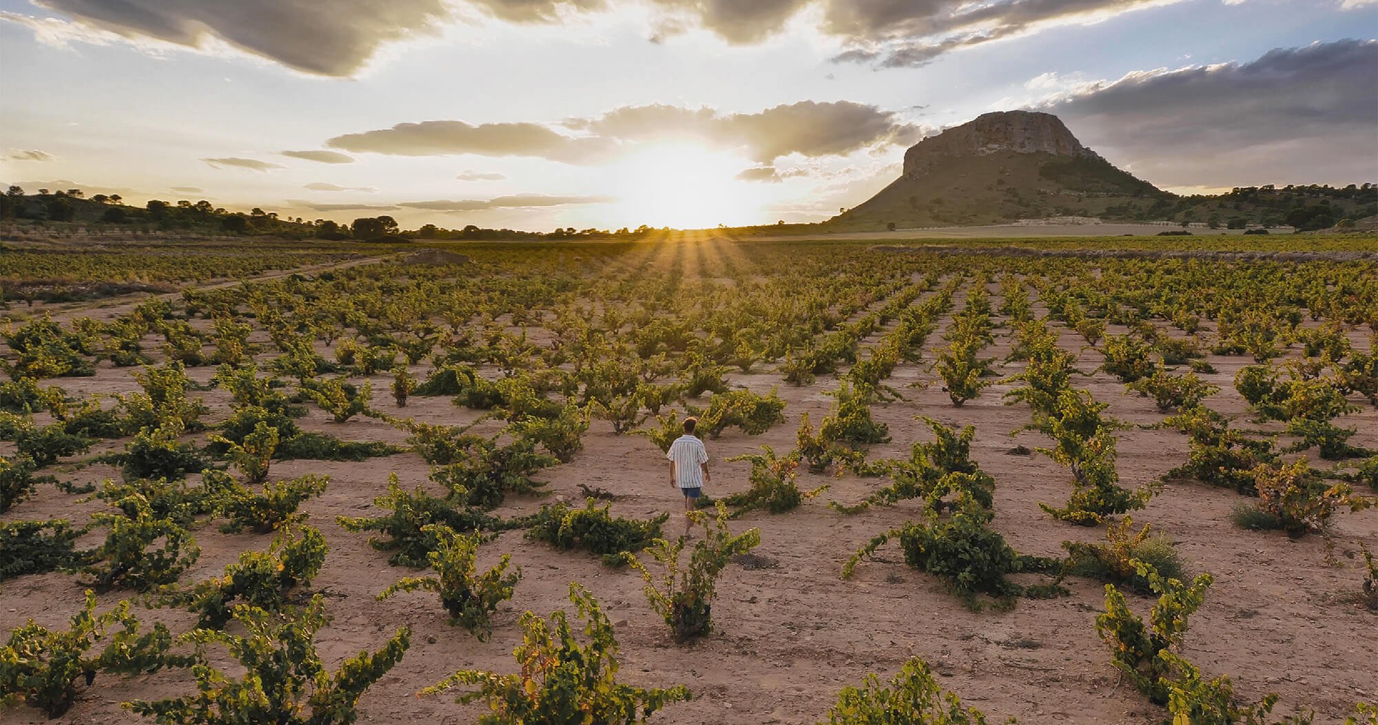 Bodegas Alceño, Winery in Jumilla