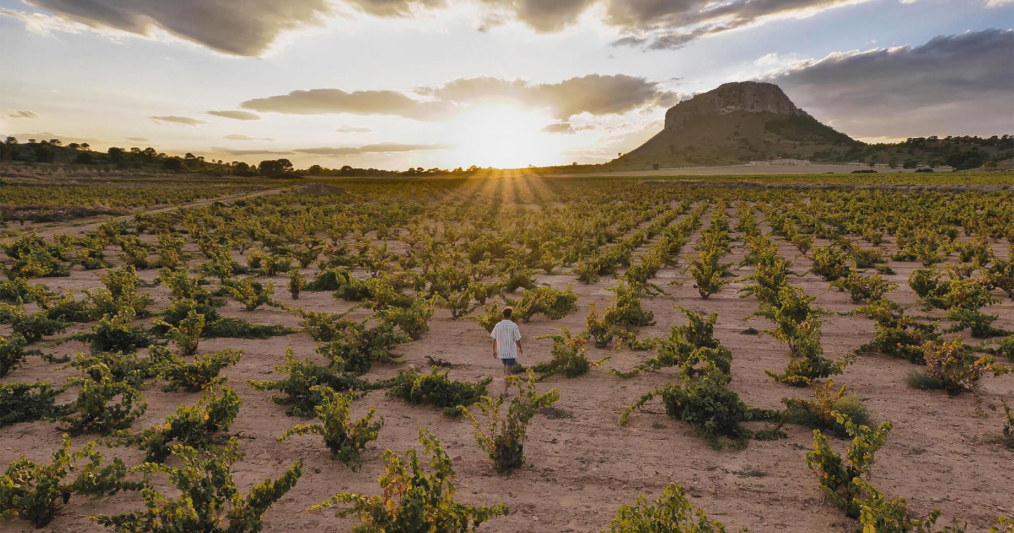 Bodegas Alceño winery in Jumilla