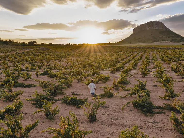 Bodegas Alceño, Jumilla, Spain