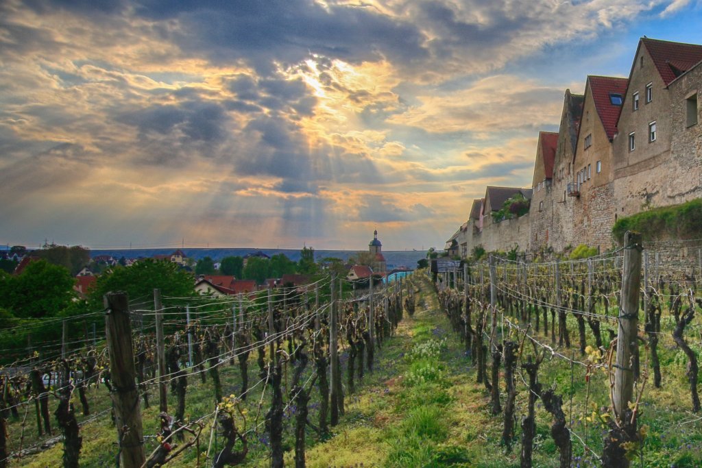 Lauffener Weingärtner, Lauffen am Neckar, Germany