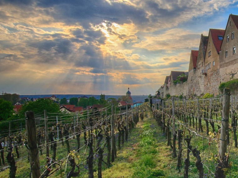 Lauffener Weingärtner, Lauffen am Neckar, Germany