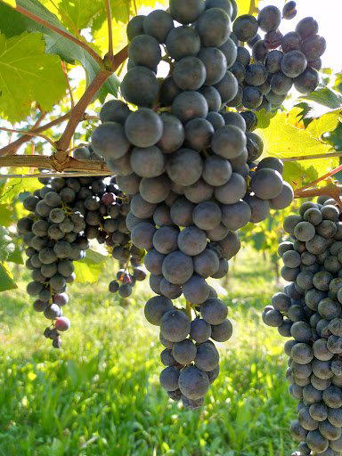Anticobroilo winery in Prepotto