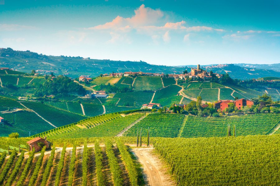 Azienda Agricola Montaribaldi, Winery in Barbaresco