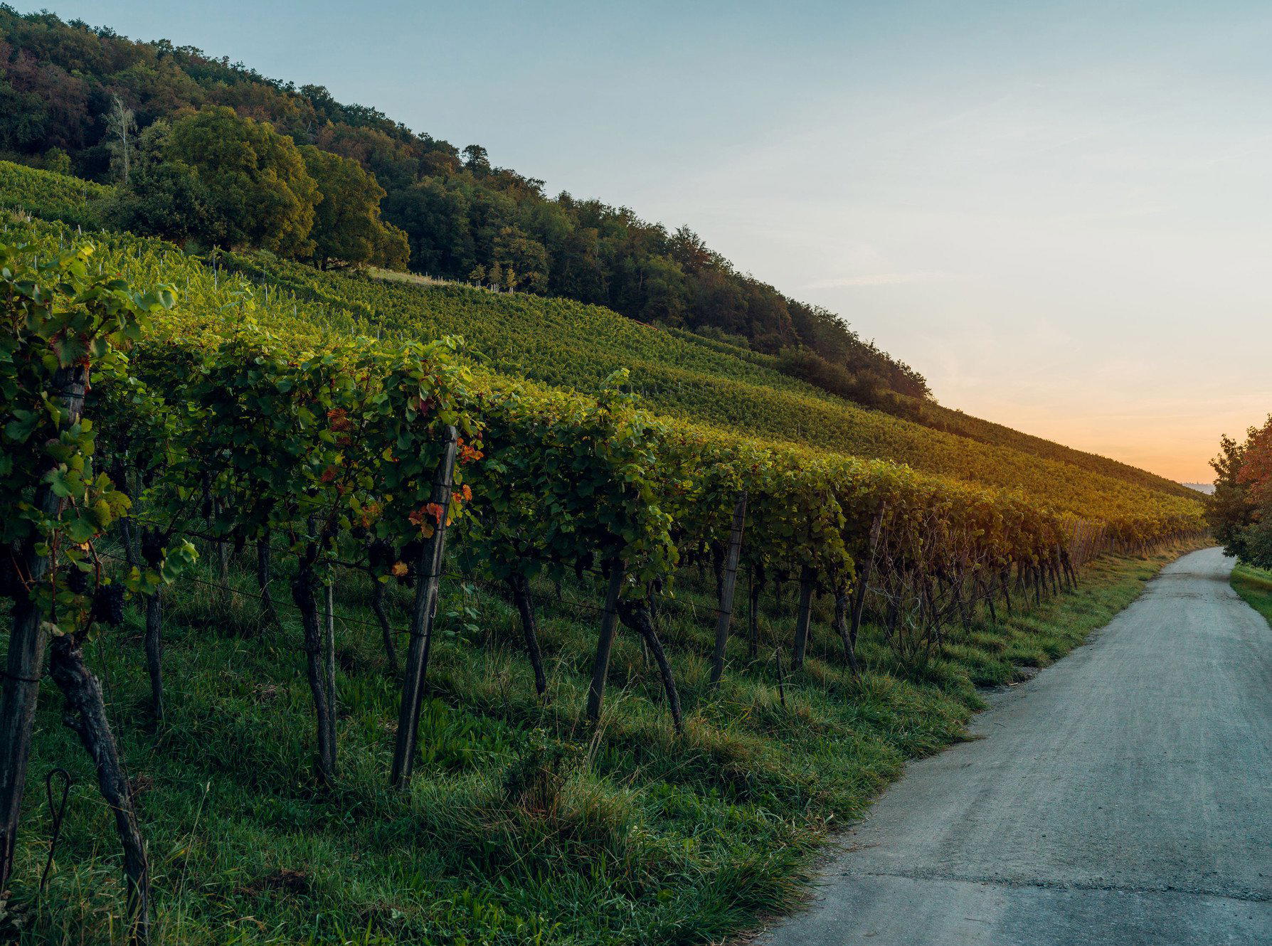 Adrians Weingut winery in Oberflachs, Switzerland