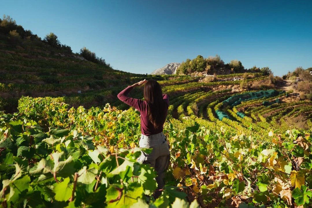 Batroun Mountains Winery winery in Batroun, Lebanon
