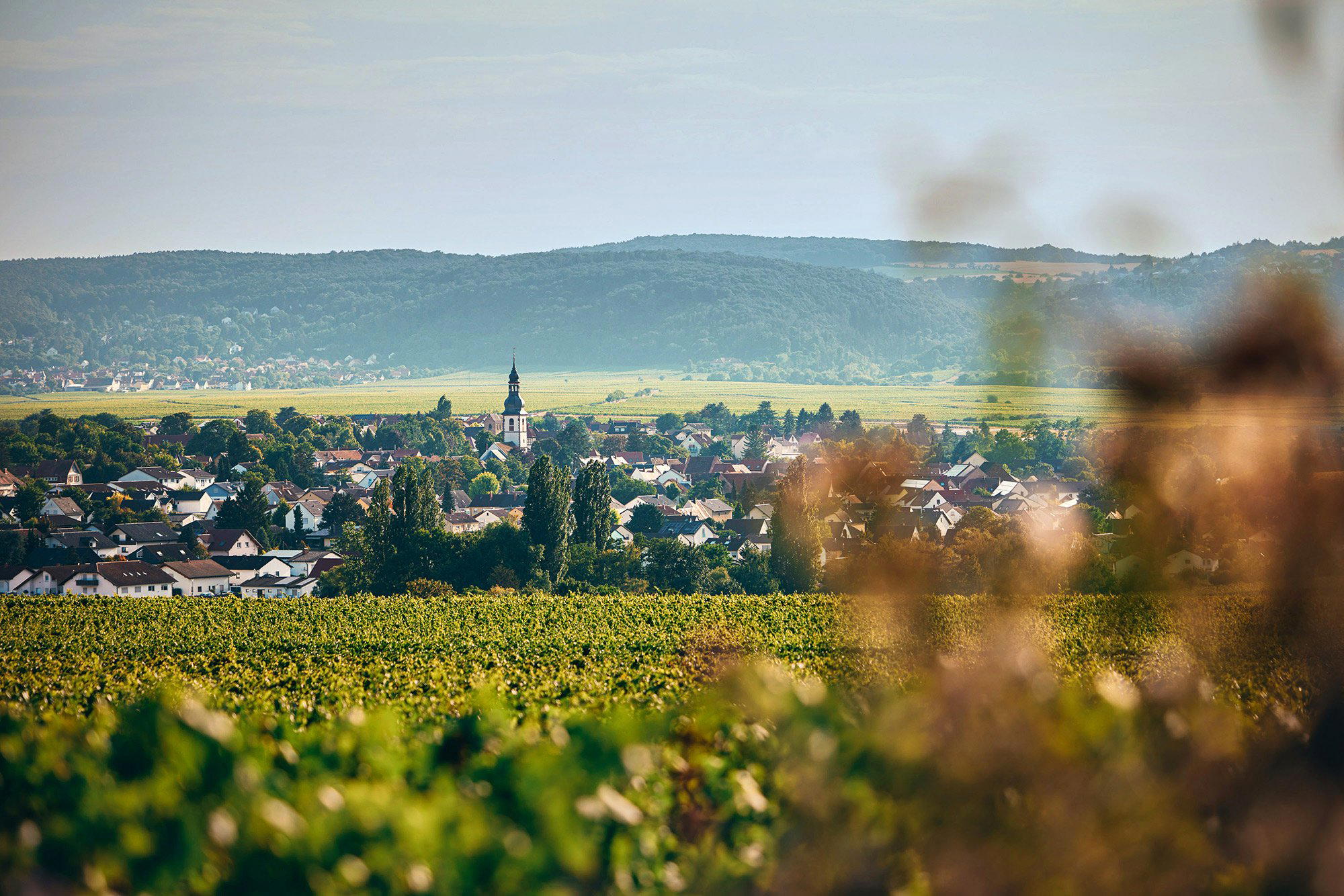 Weingut Hammel winery in Kirchheim