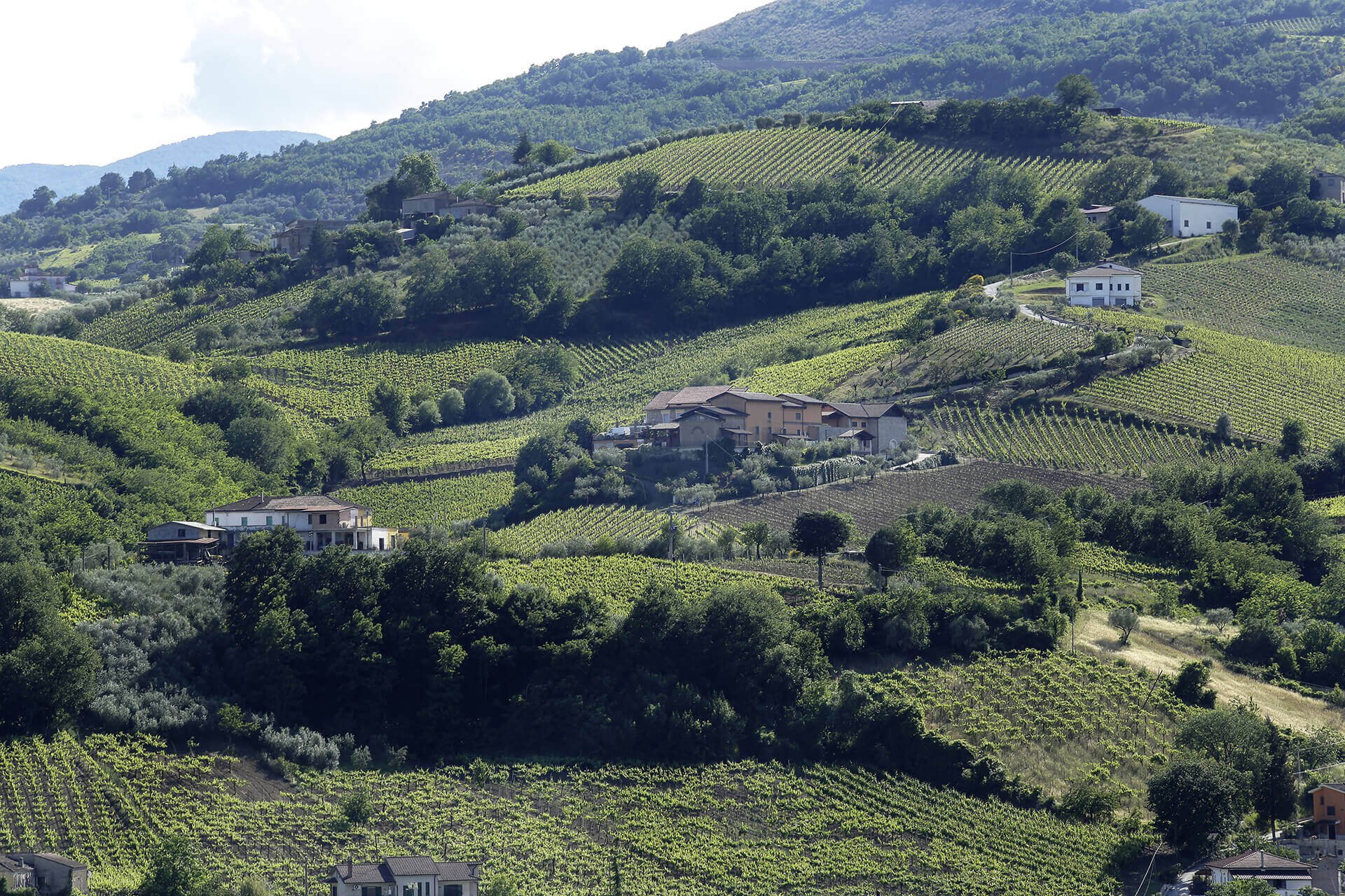 Fontanavecchia, Winery in Torrecuso