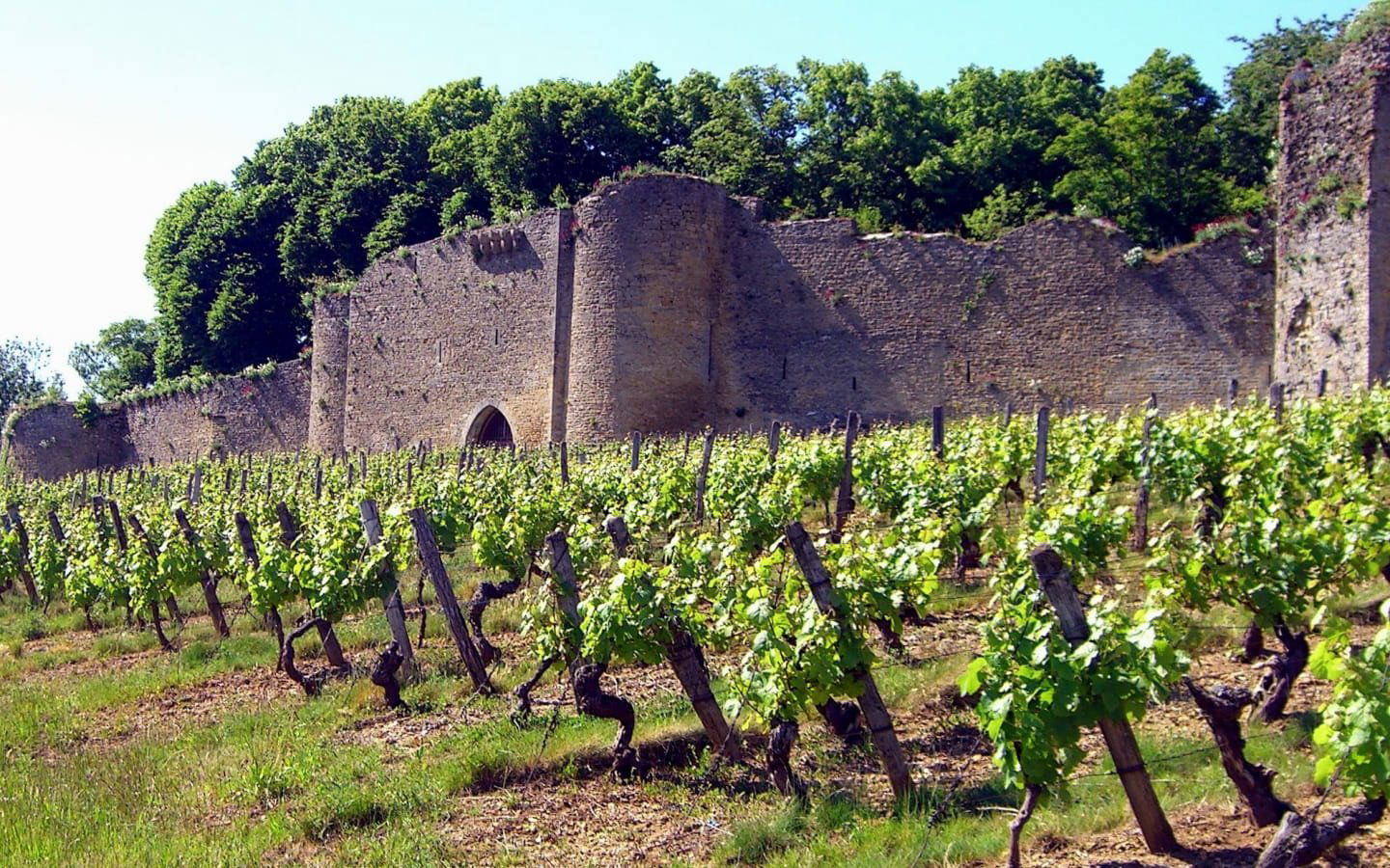 Château d'Arlay, Winery in Arlay